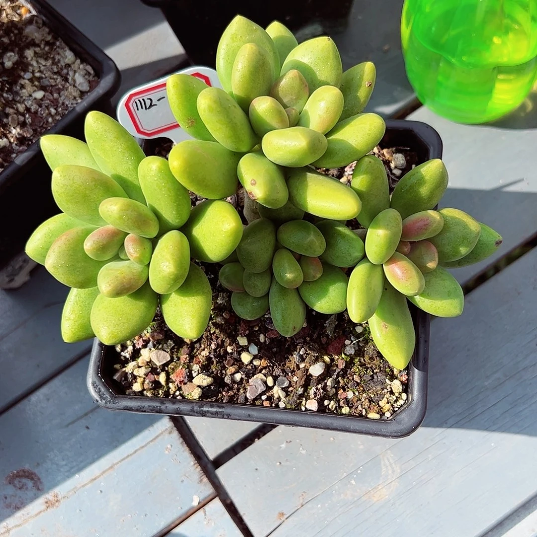 1112-125精控芒果奶