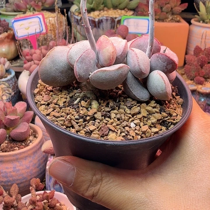 阿*福水蜜桃和小龙虾都是我