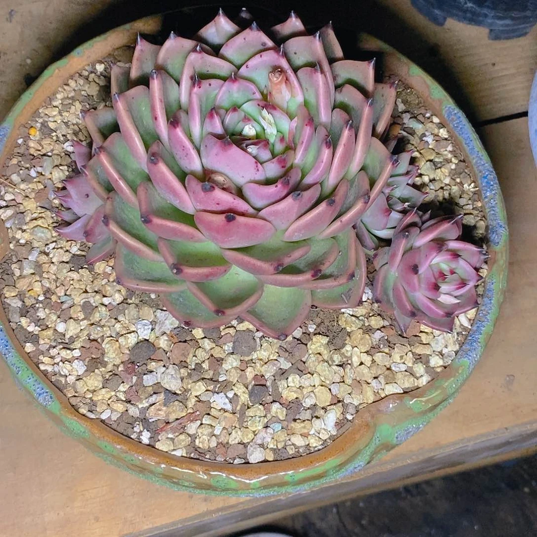 多肉植物蒙颗粒群