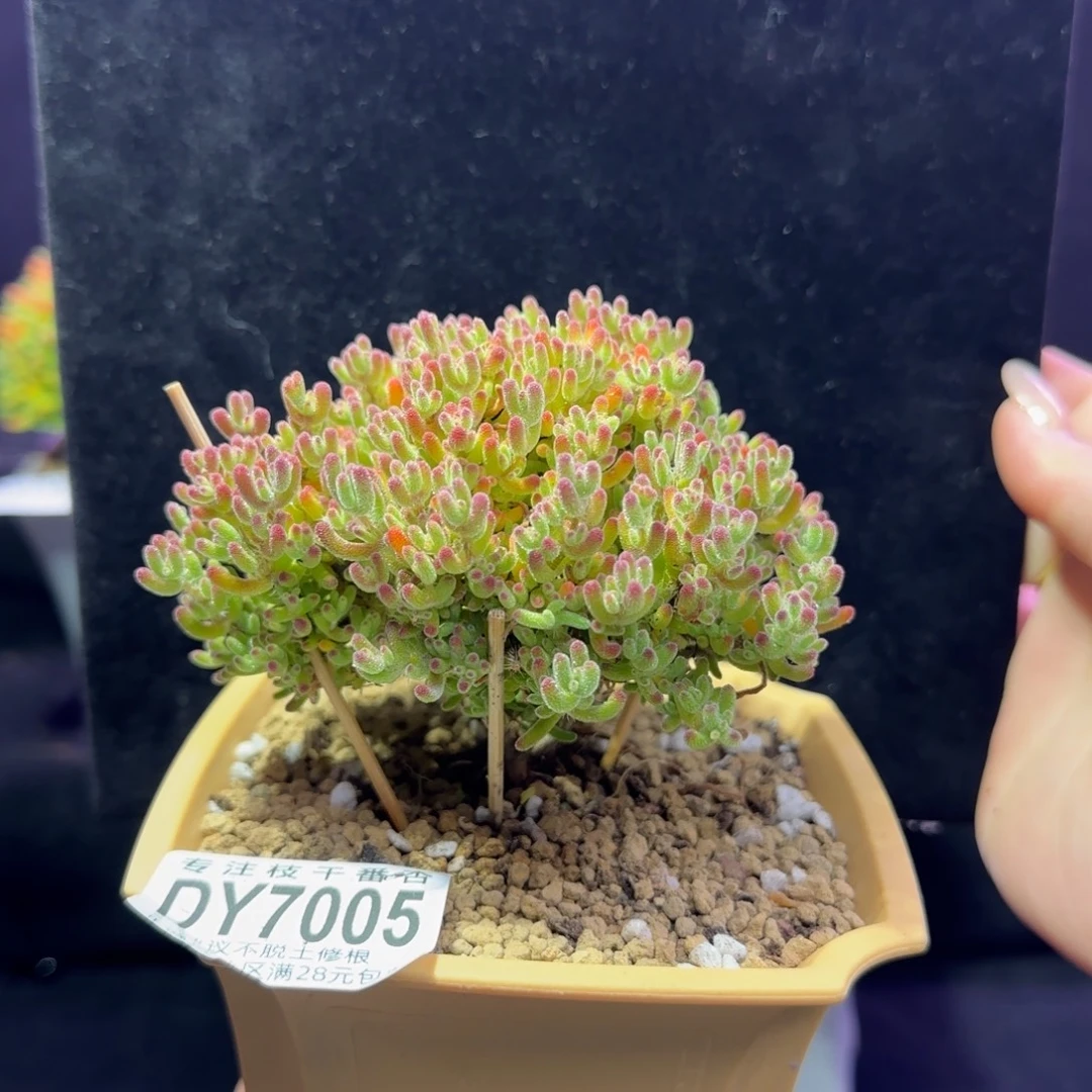 dy005冰川直杆三岔精控