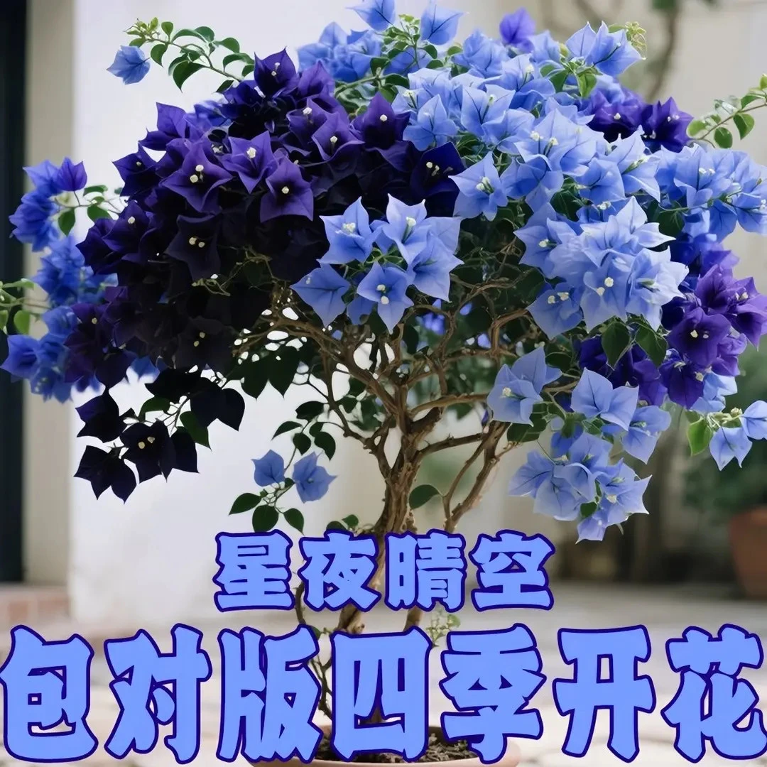 三角梅树苗老桩盆栽四季开花室内室外花卉绿植耐热耐寒好养易活