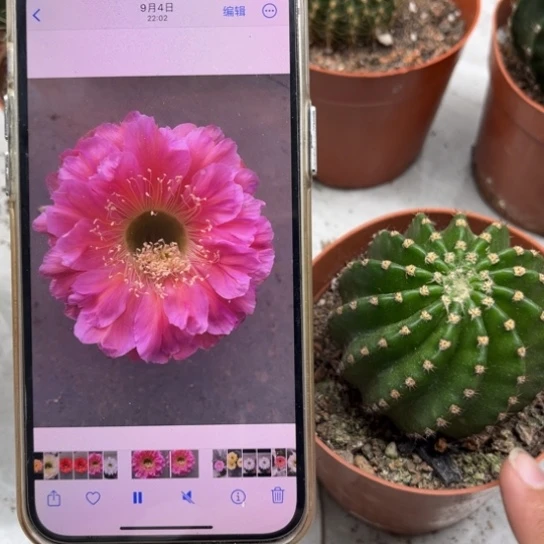 露露金刚15号6公分左右球有点歪