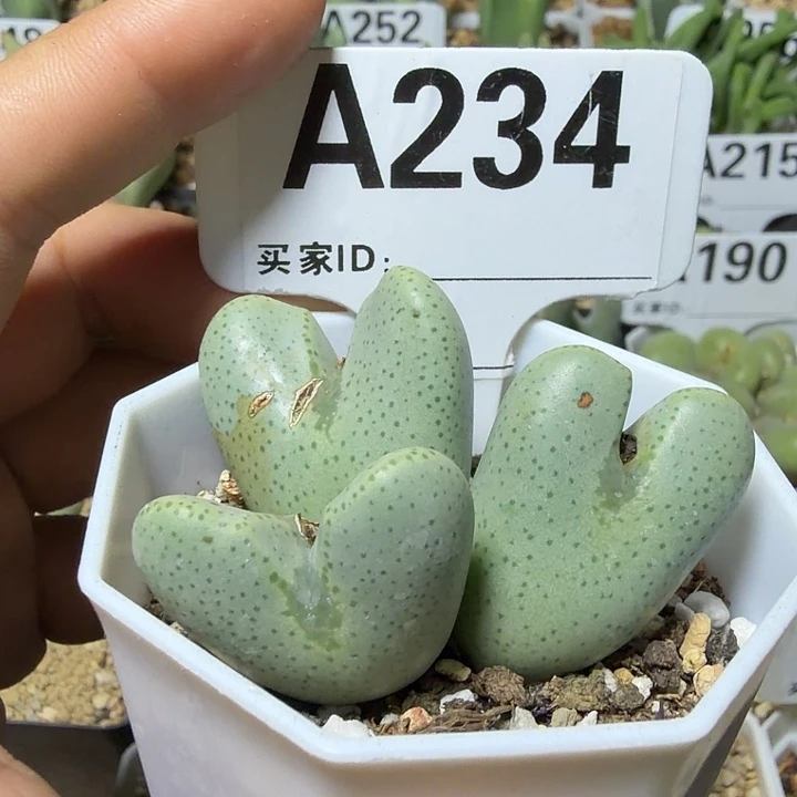 234。满28包邮肉锥