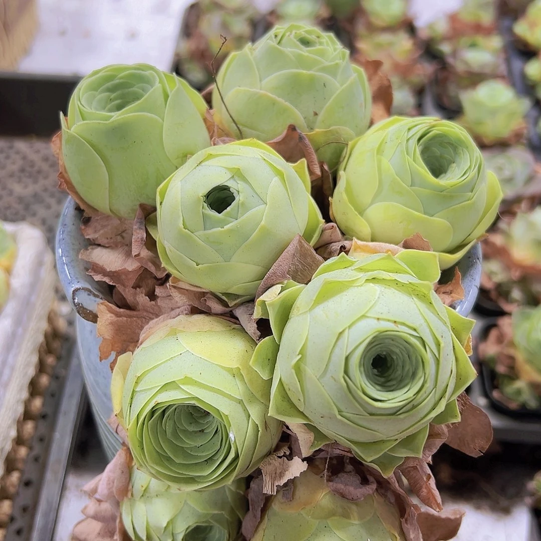 615大圆球帕杂4个19包邮