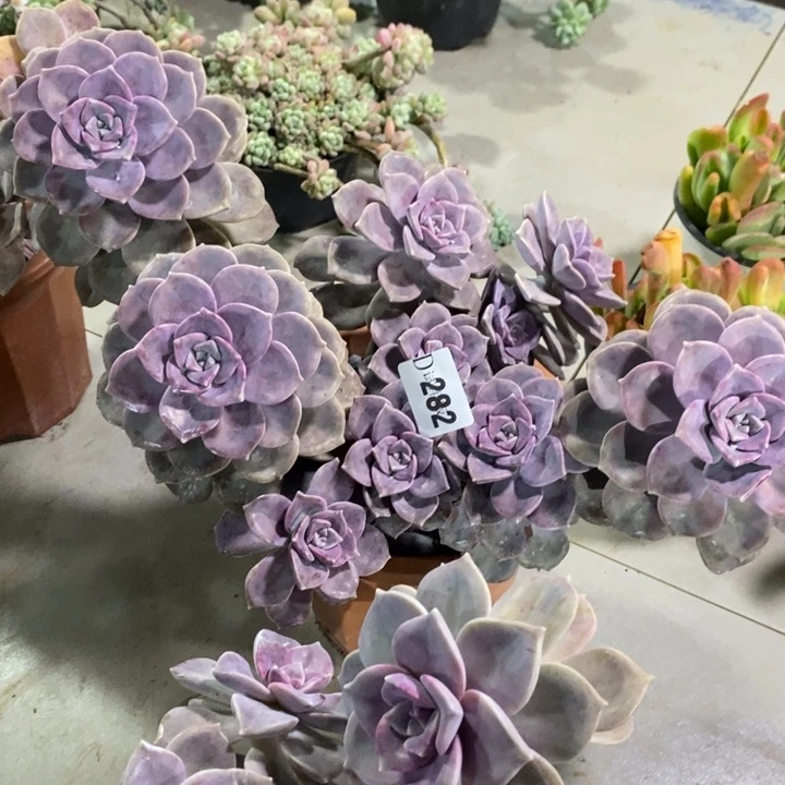 最***心282紫乐多肉植物多肉