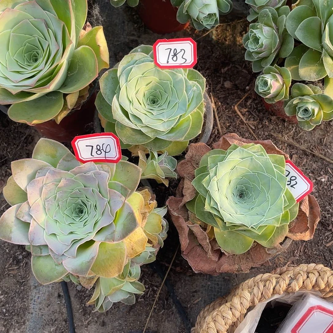 宝****颖山地玫瑰单头 782 783 784