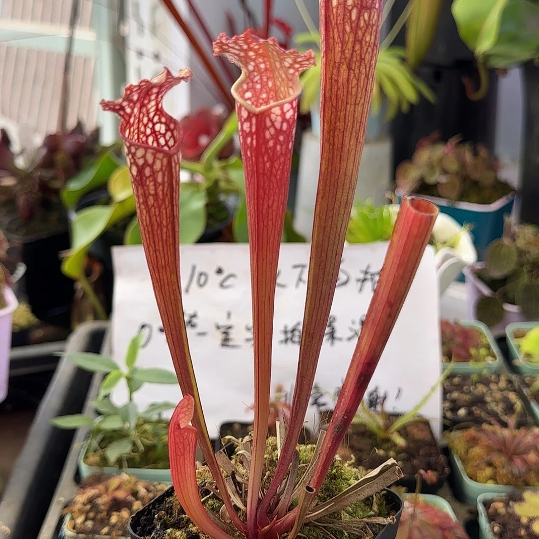 无花朵朱迪思瓶子草