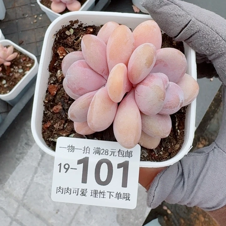 粉兔无盆土发货多肉多肉