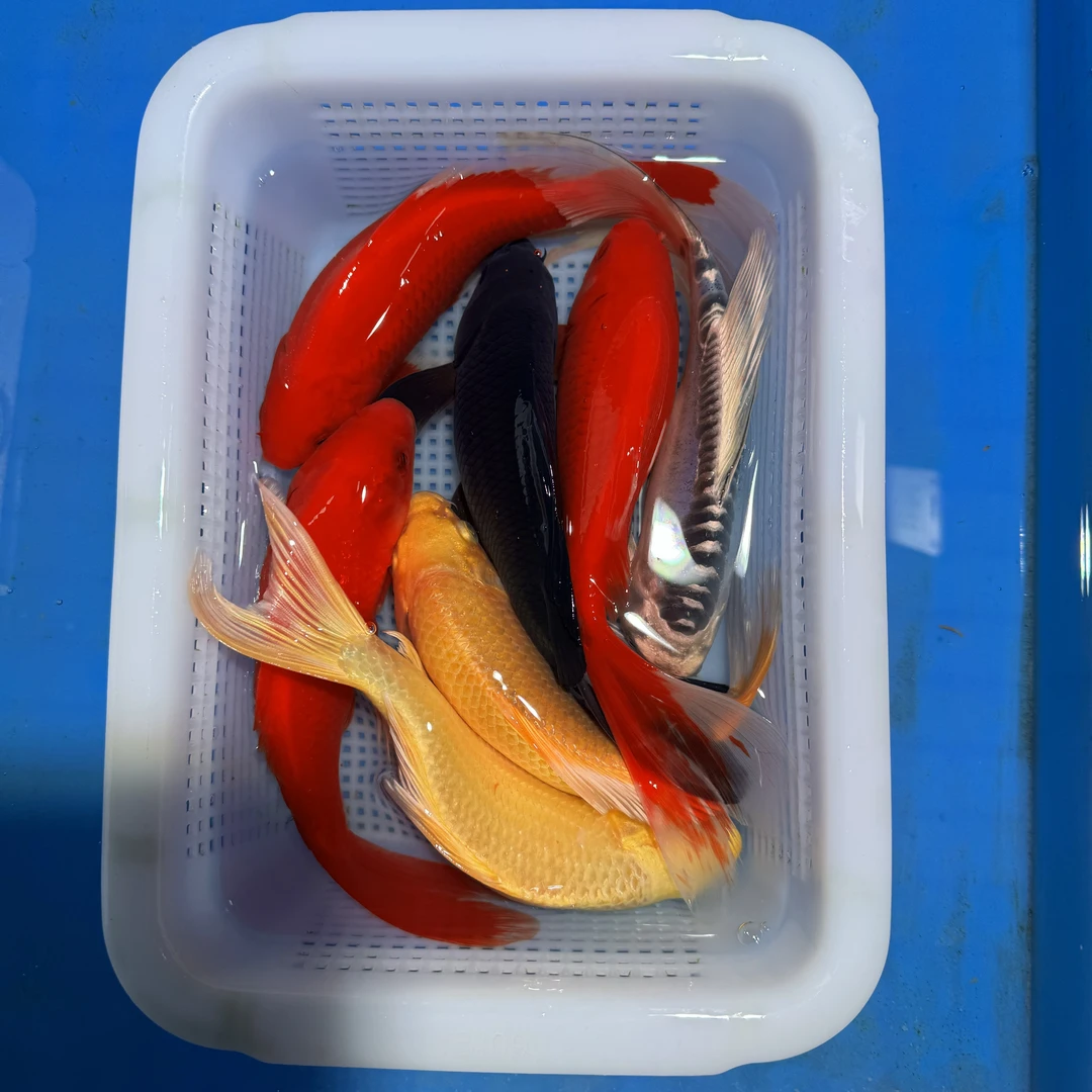 锦鲤草金3红2黄1黑1龙（17-20厘米）7条观赏鱼（红是草金）