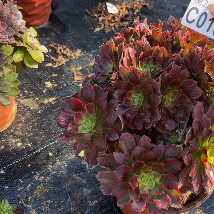 16多肉植物一物一拍