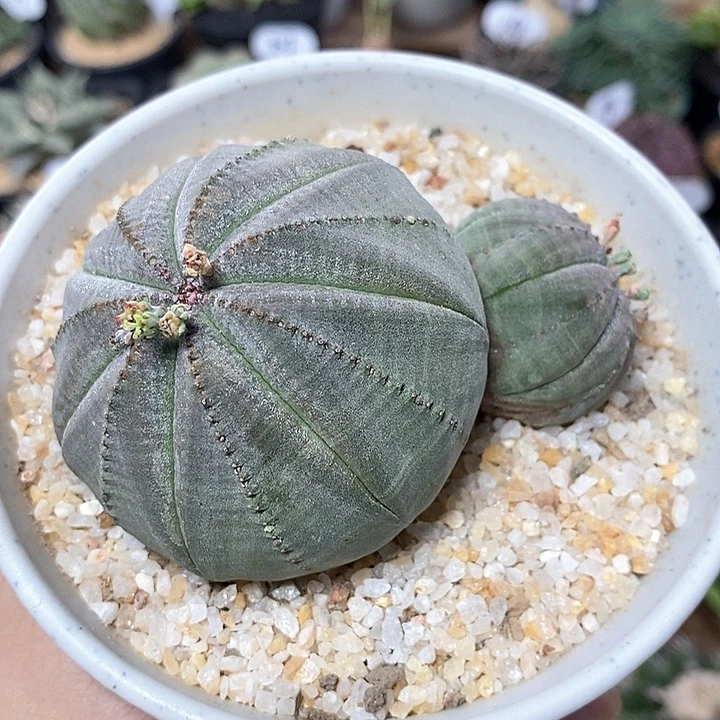 实生双头欧系布纹球19号9cm