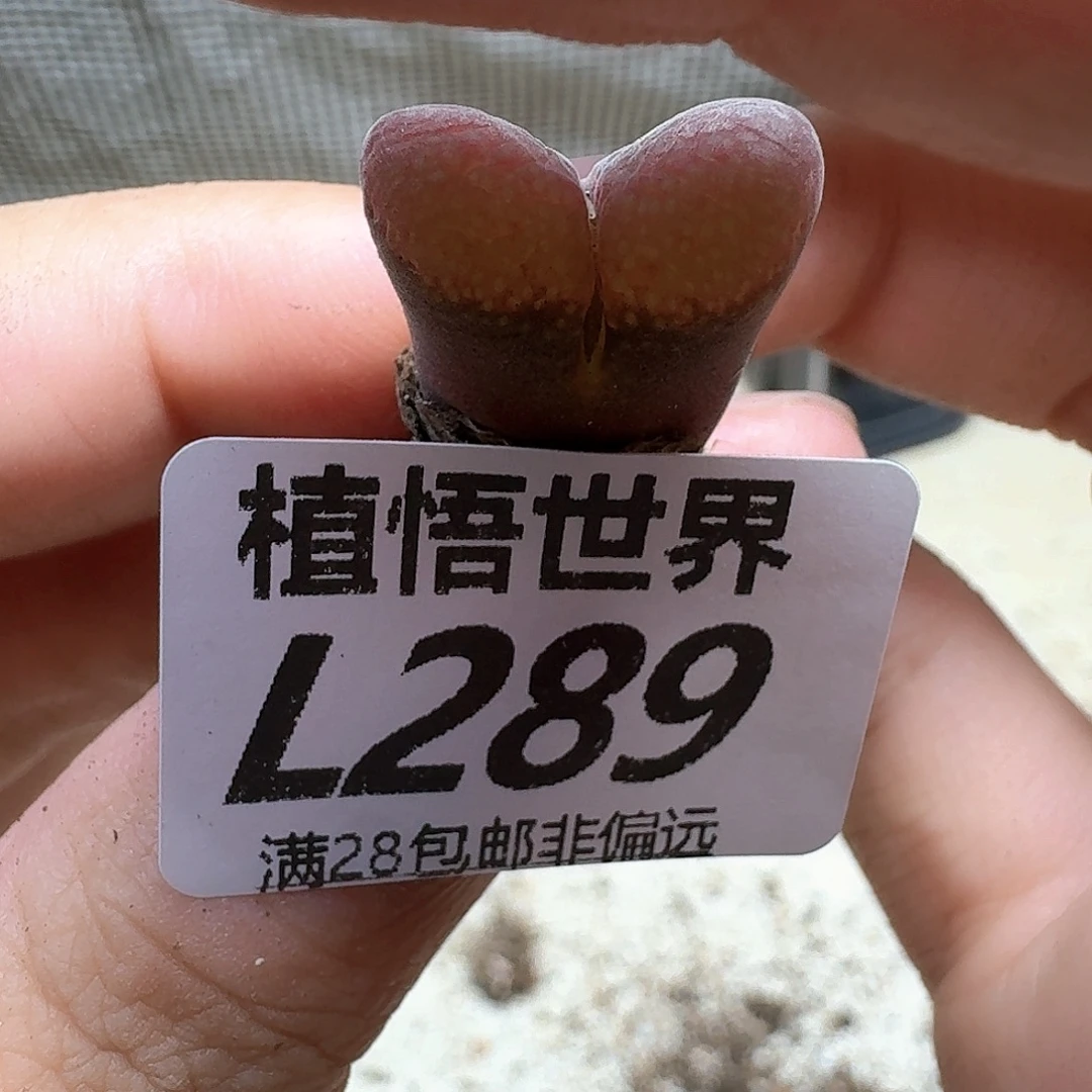 多肉植物的润泽多肉植物
