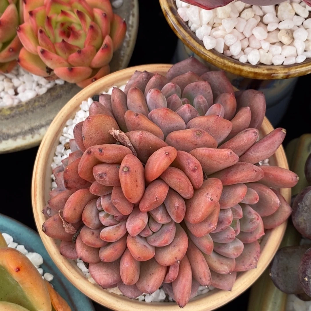 爱丽儿朵朵多肉植物盆栽
