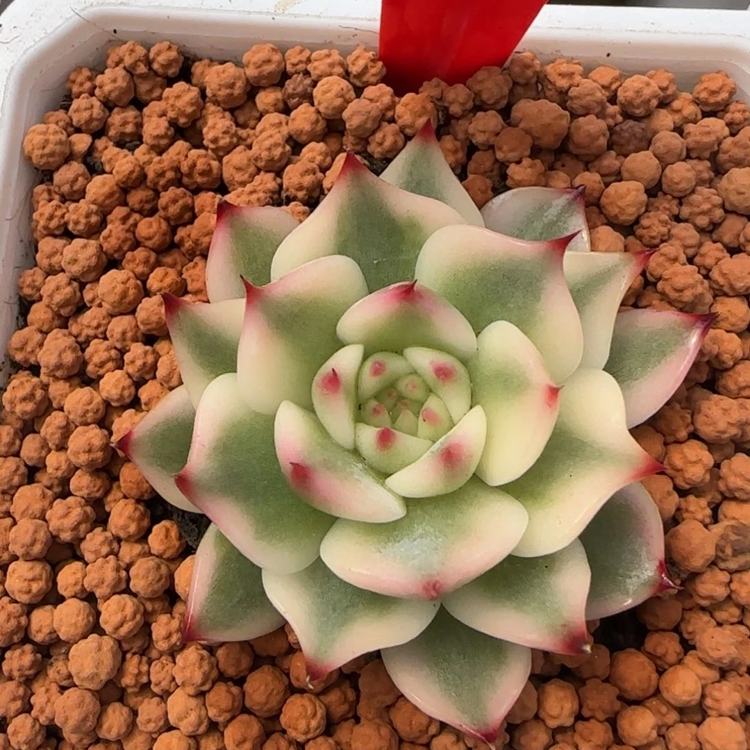 1540吉娃娃锦多肉植物