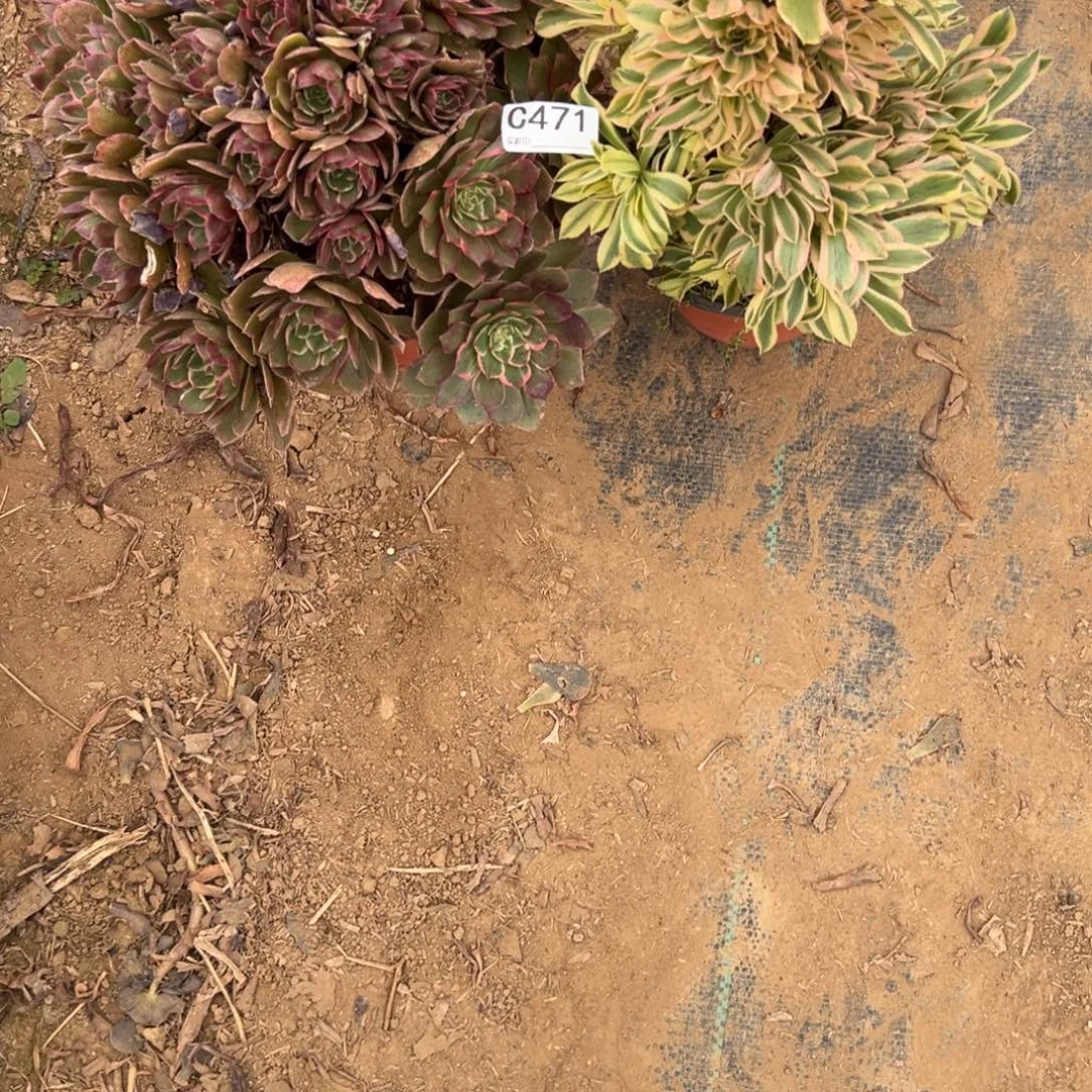 岁***好471两颗组合多肉植物