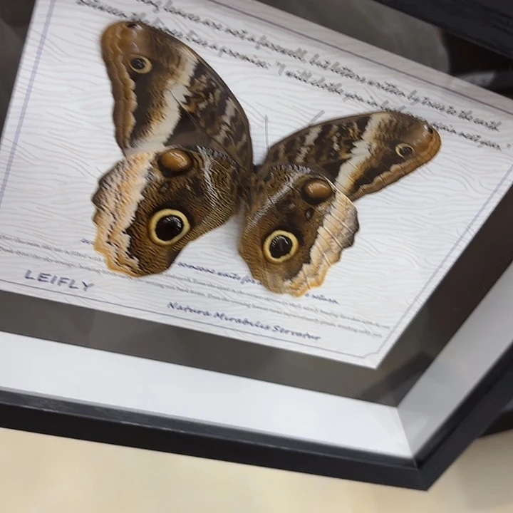 语***生蝴蝶标本定制544@