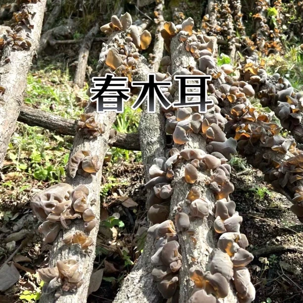 甘肃陇南康县阳坝高山野外生长青岗木黑木耳春木耳丑木耳软糯Q弹