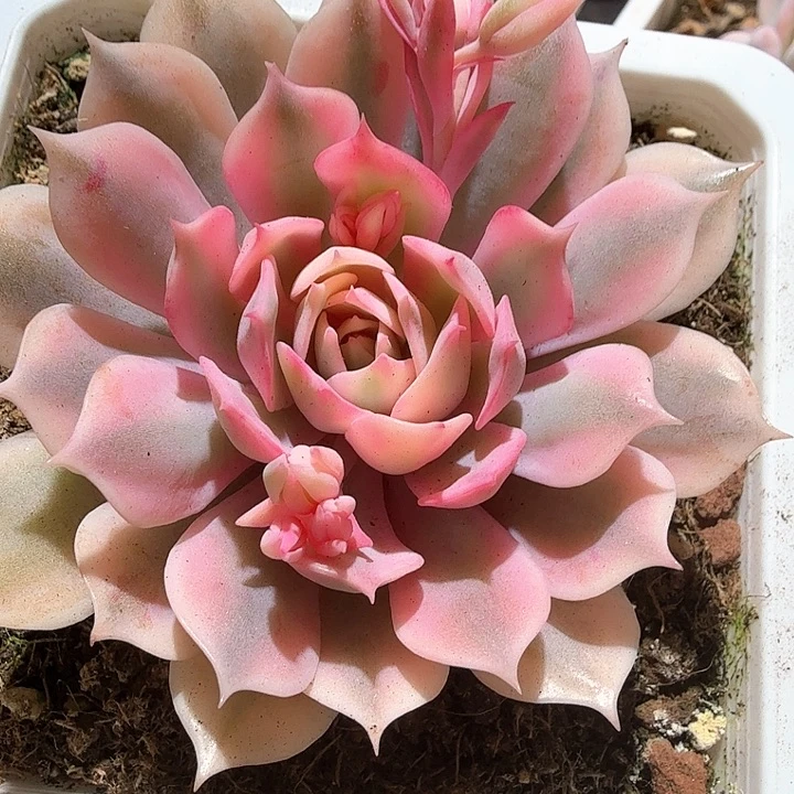 粉蝶锦  锦上园艺一物一拍