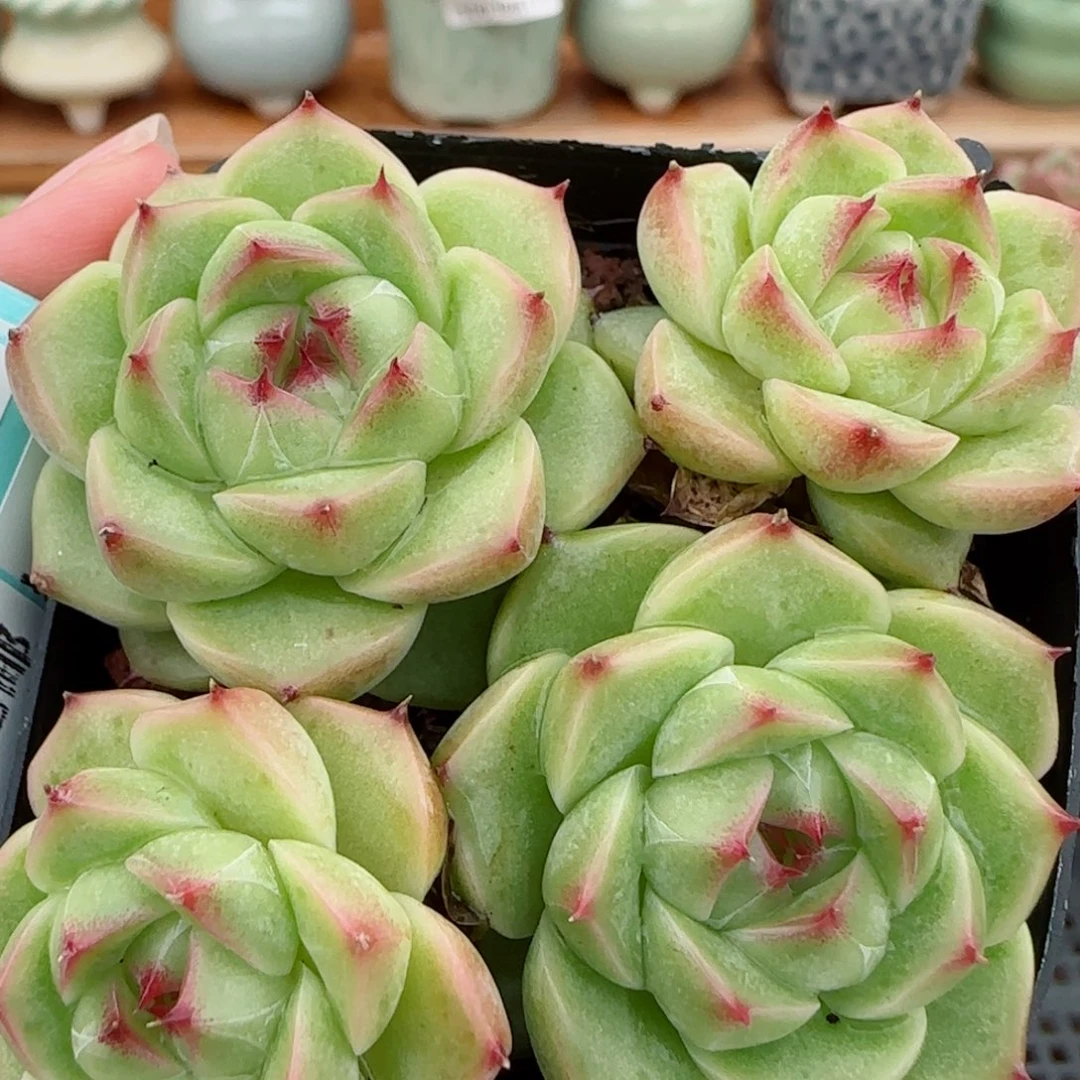 花语逸镜1017-285麦秆散