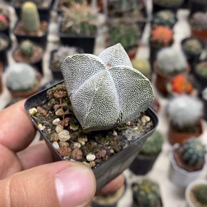 实生恩塚特价福利