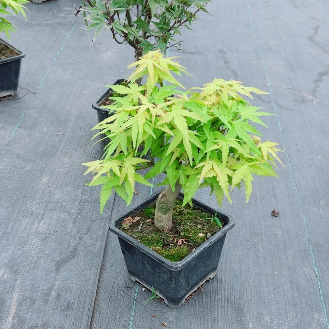 -***粟无花朵枫树……枫树