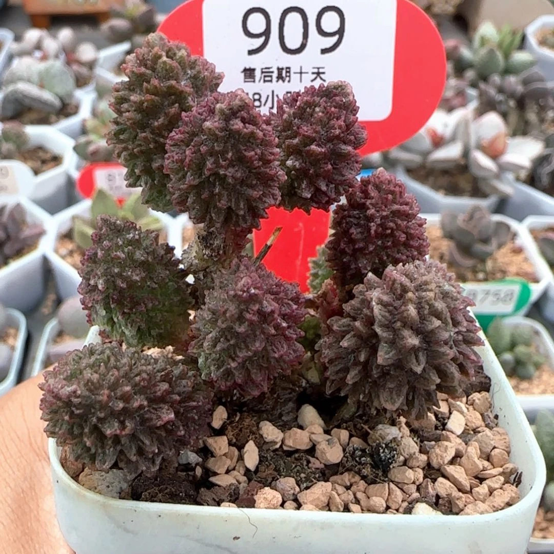 朱紫玉。   909。