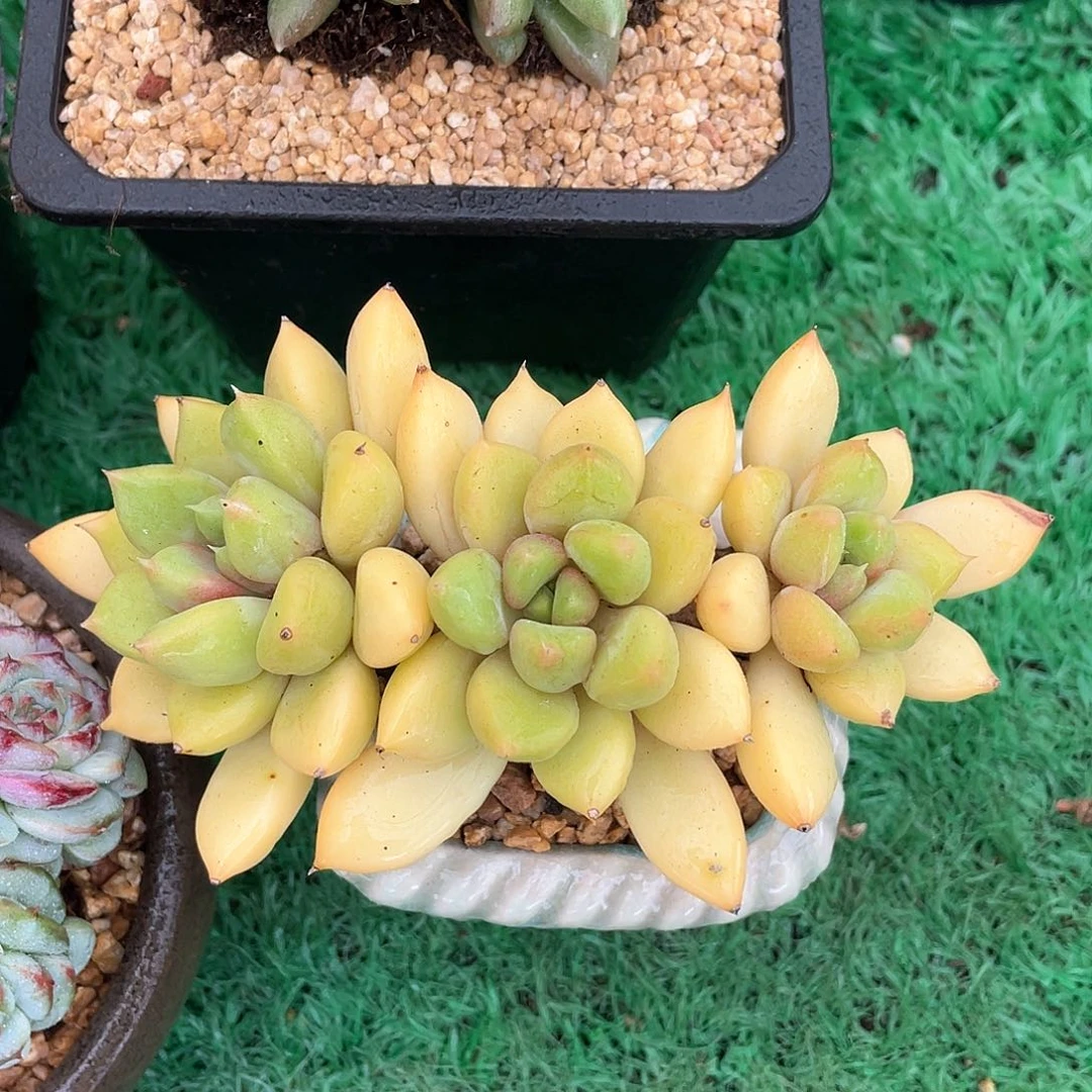三头无砍红象牙多肉