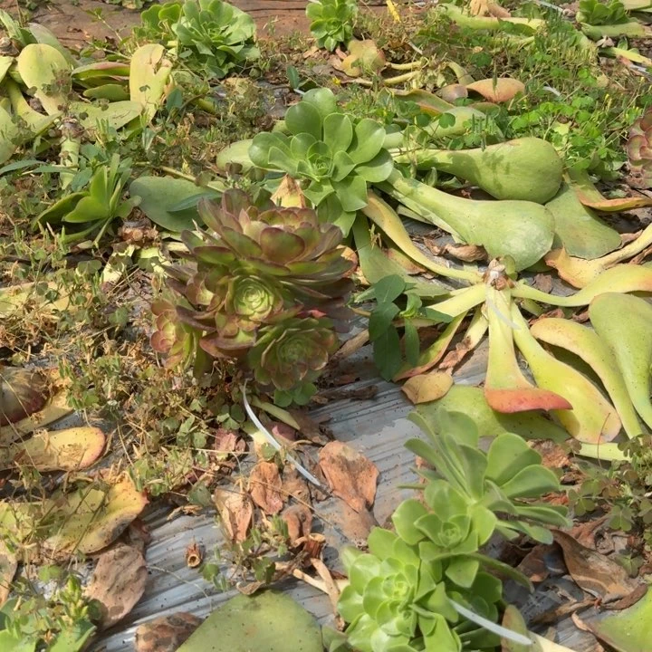 雨荷嫁接捧花啊啊啊