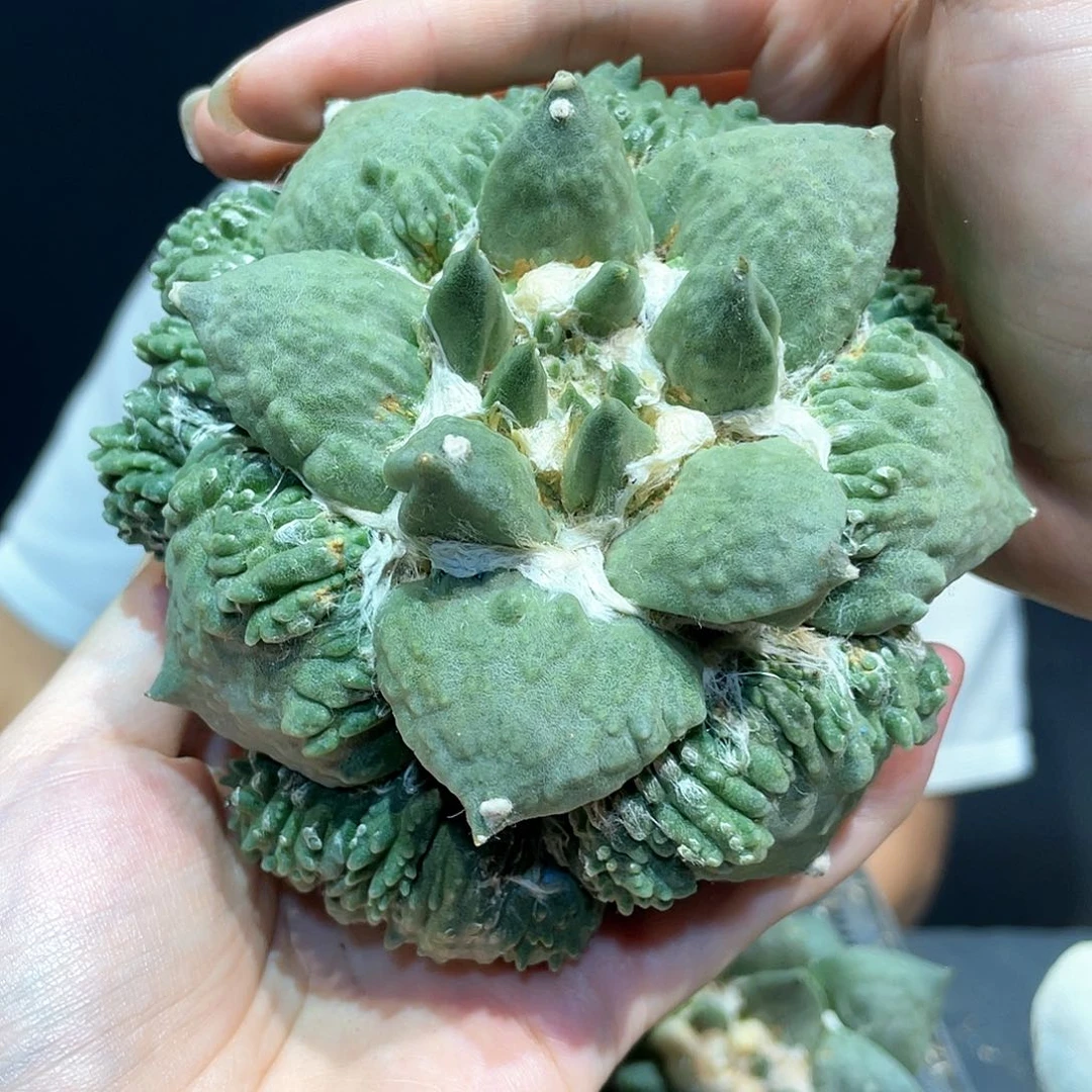 3号12cm自根炸尤村主怒涛满怒