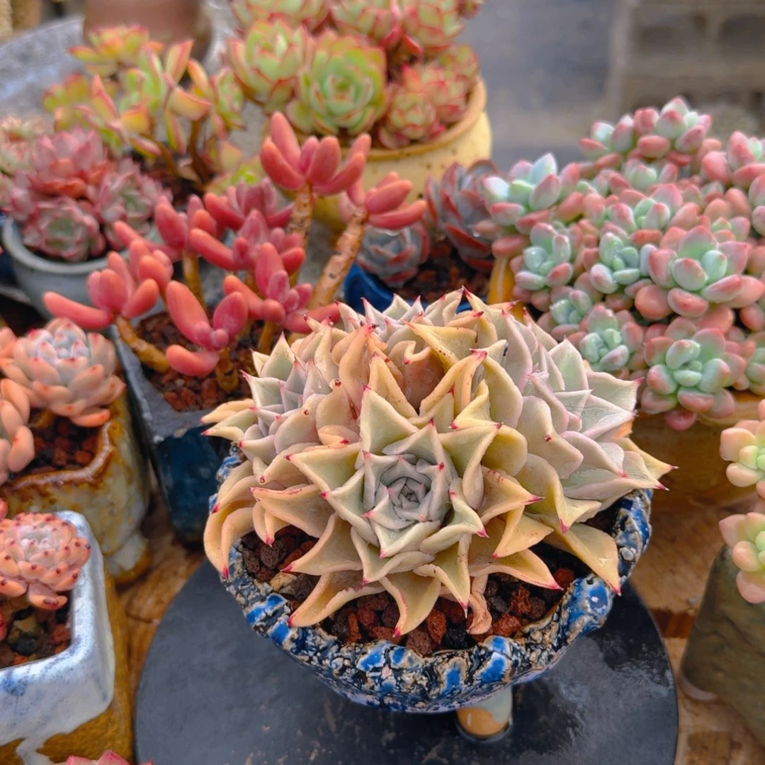 饺子皮带盆发货一图一物拍不退不换满68包邮顺丰