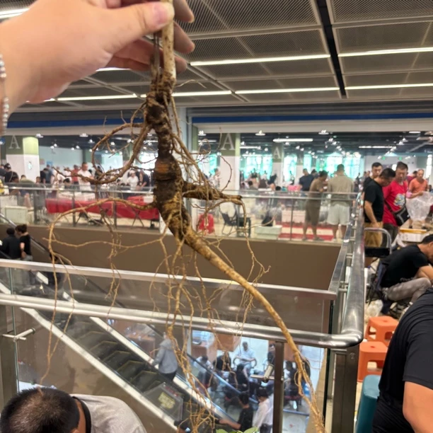 长白山人参林下参可泡酒自用送人佳品直图片以直播间为准改价款