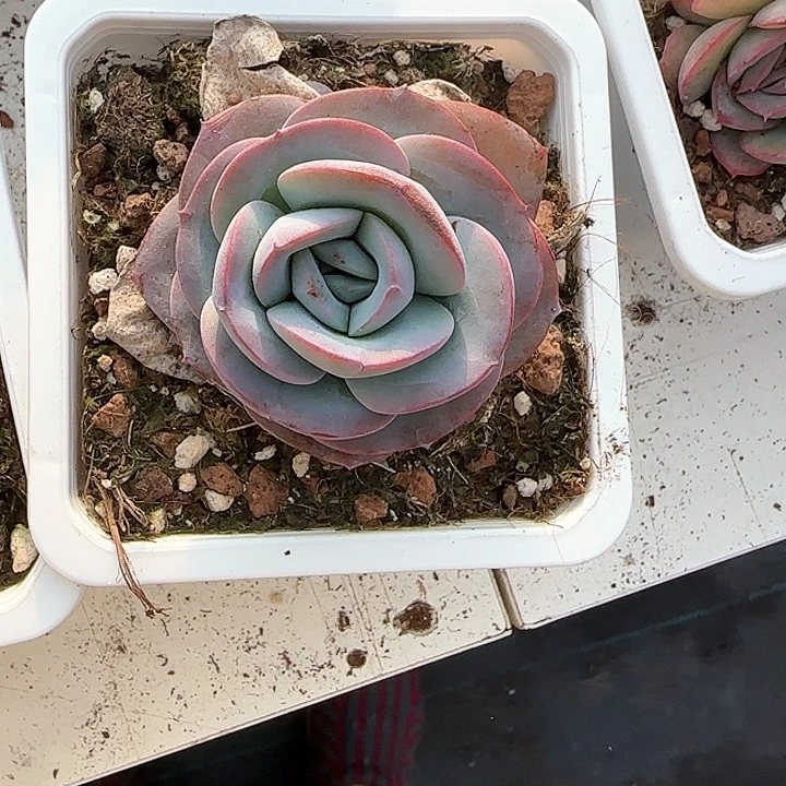 龙*豆青蛙王子儿童牙膏1111