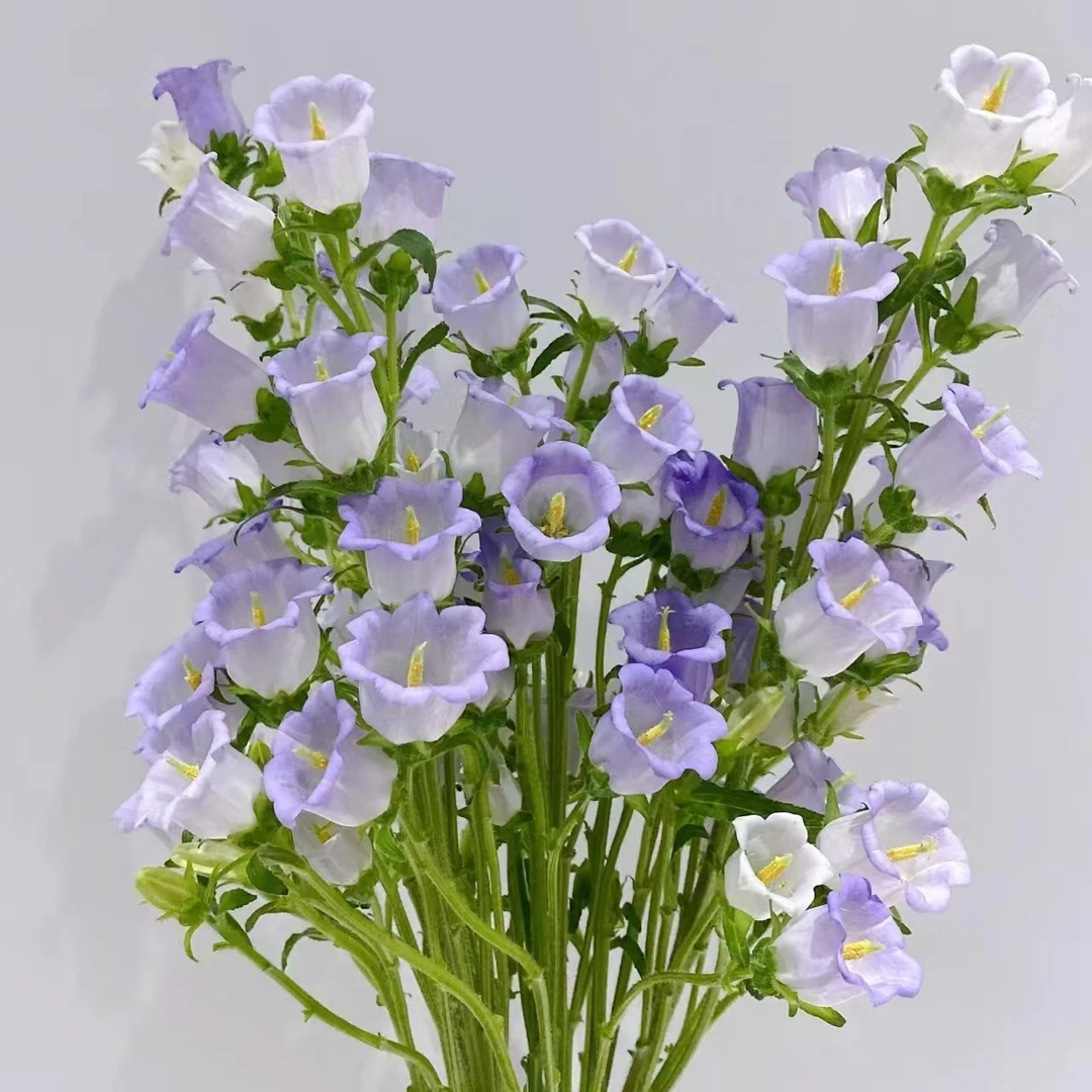 【紫色风铃AK】紫色风铃1把  |全场任意满鲜花两单包邮
