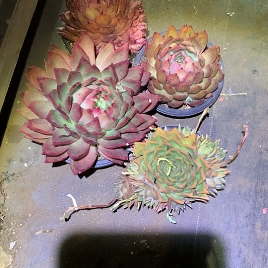 美**美美肉特价活动开始啦