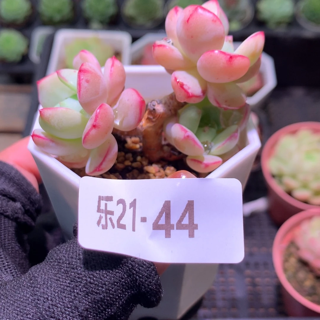 乐然21-44 香草群