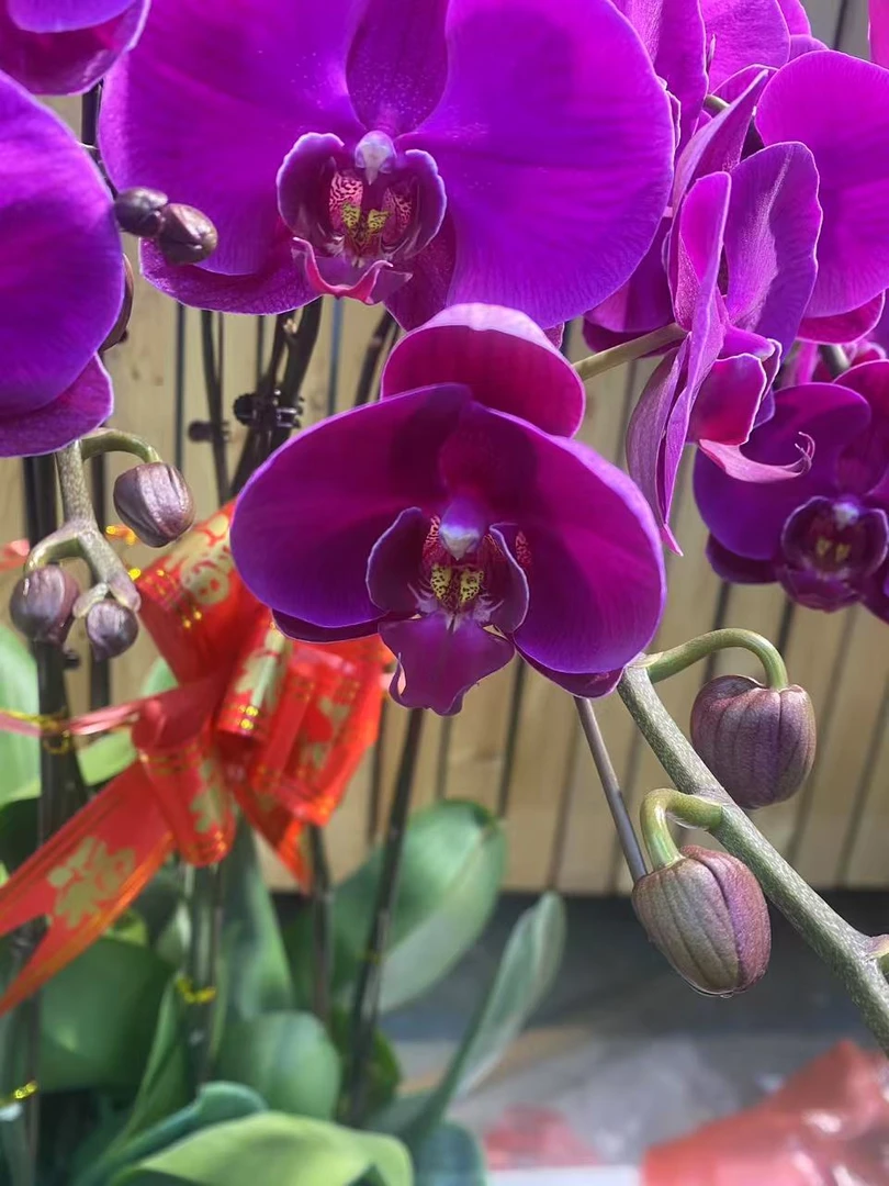 蝴蝶兰十支树脂盆