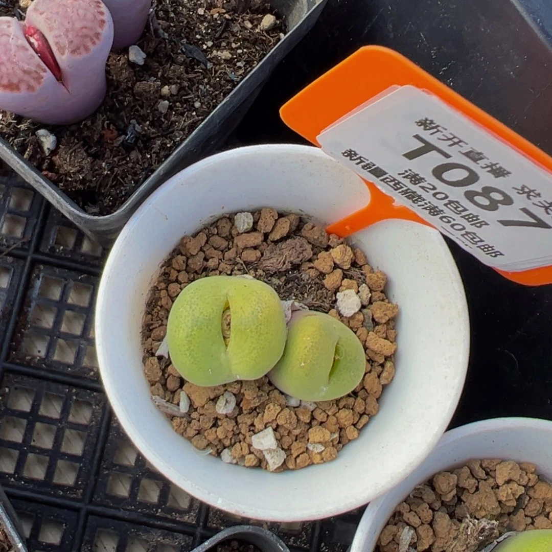 087 一物一拍，默认有伤，介意勿拍，不退不换