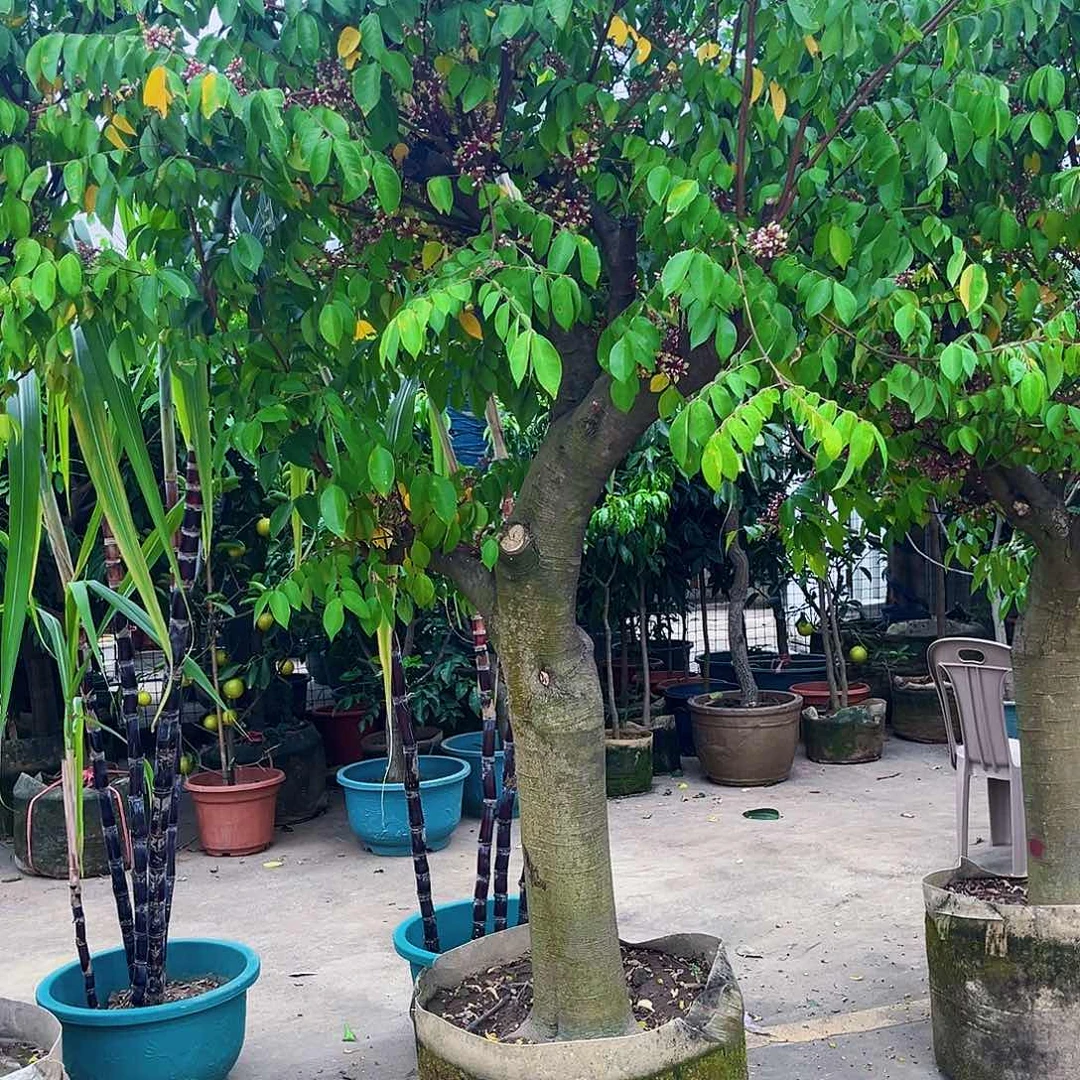 饶***莹无花朵235689999765223