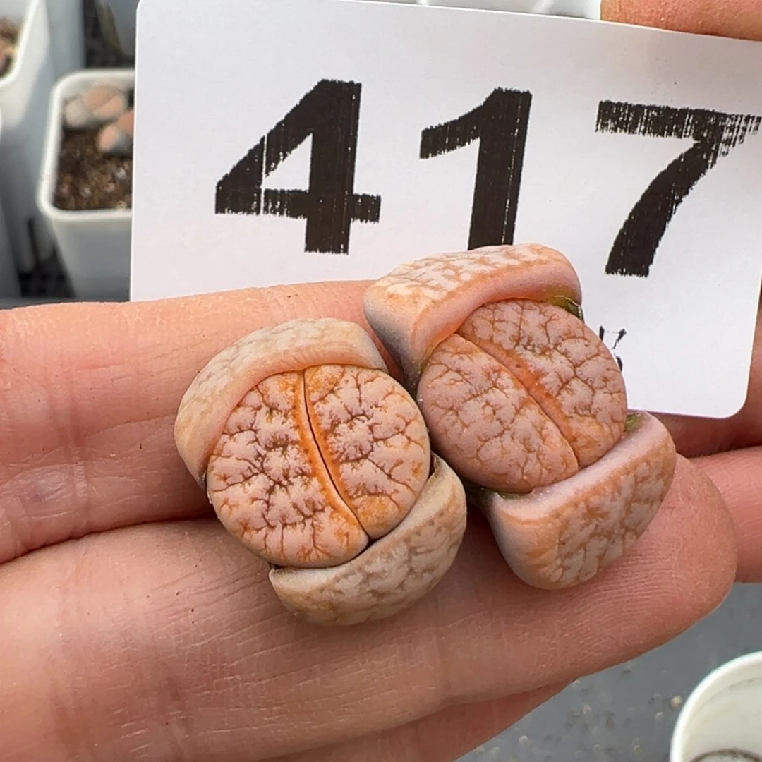 3.3好看的多肉脱土发货417