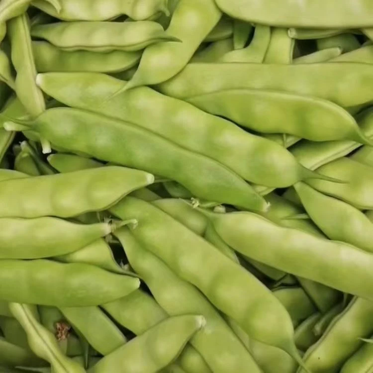 东北纯正无公害紫花油豆角无筋无柴3斤5斤（顺丰包邮）