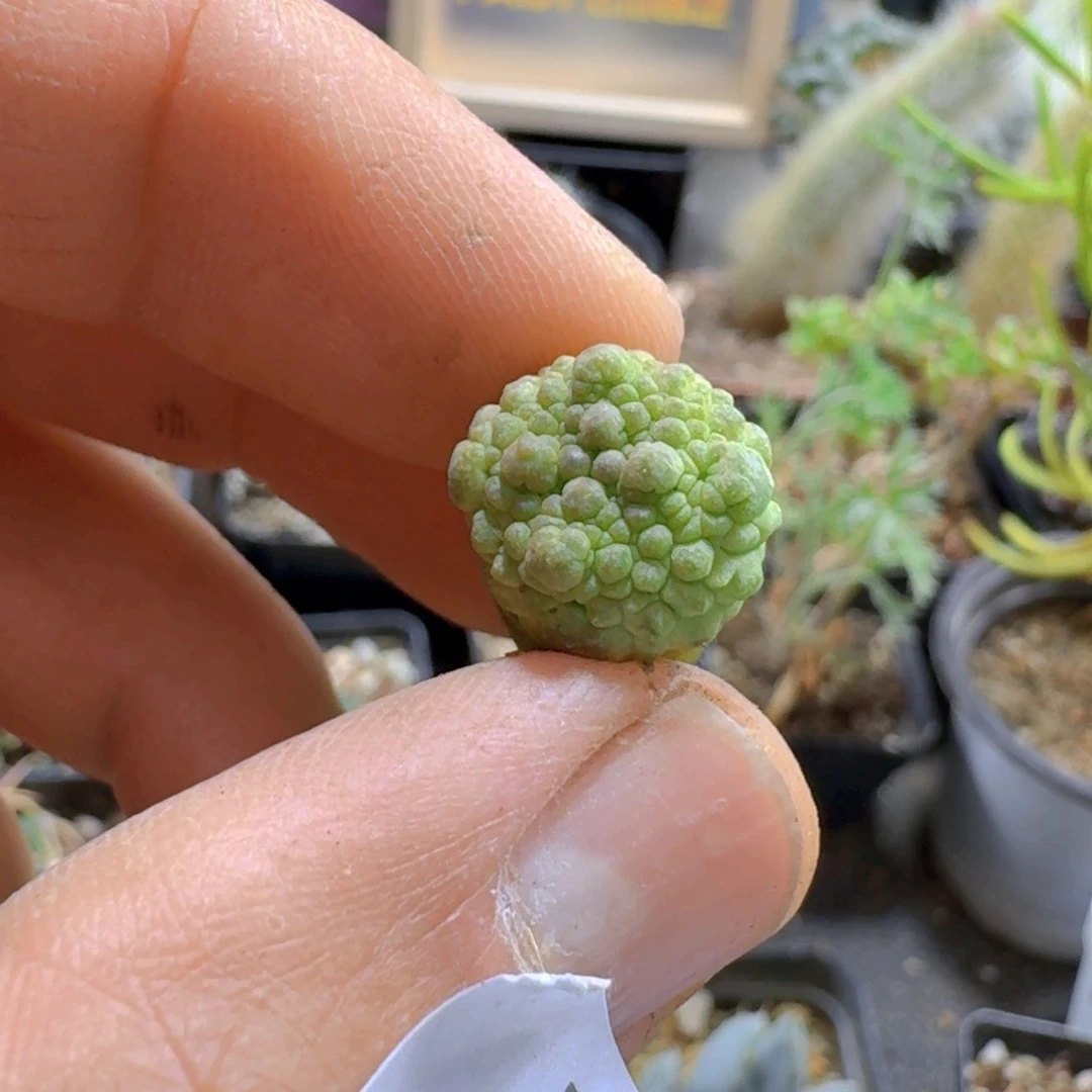 634凝蹄玉脱土发货