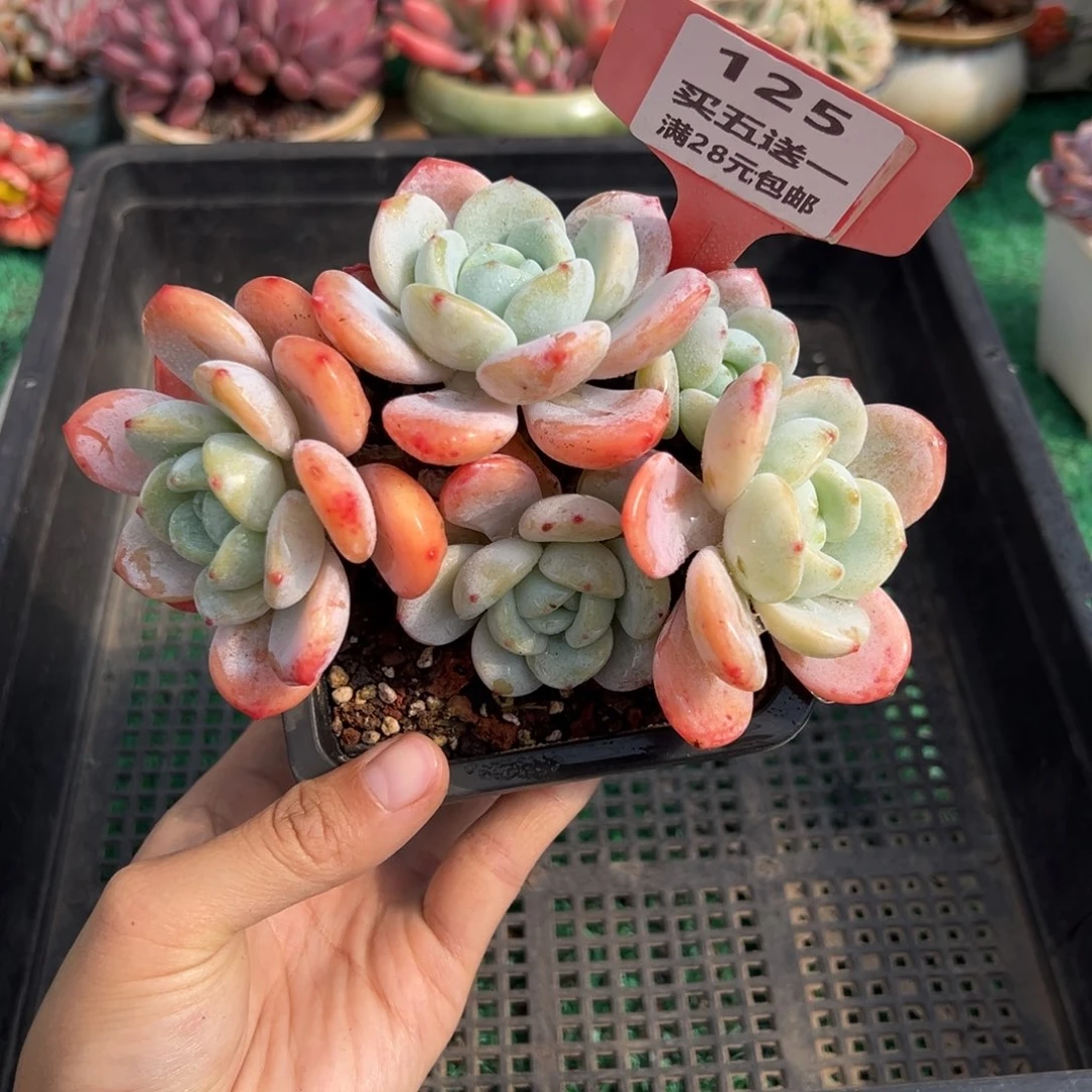 表妹精品多肉植物125.