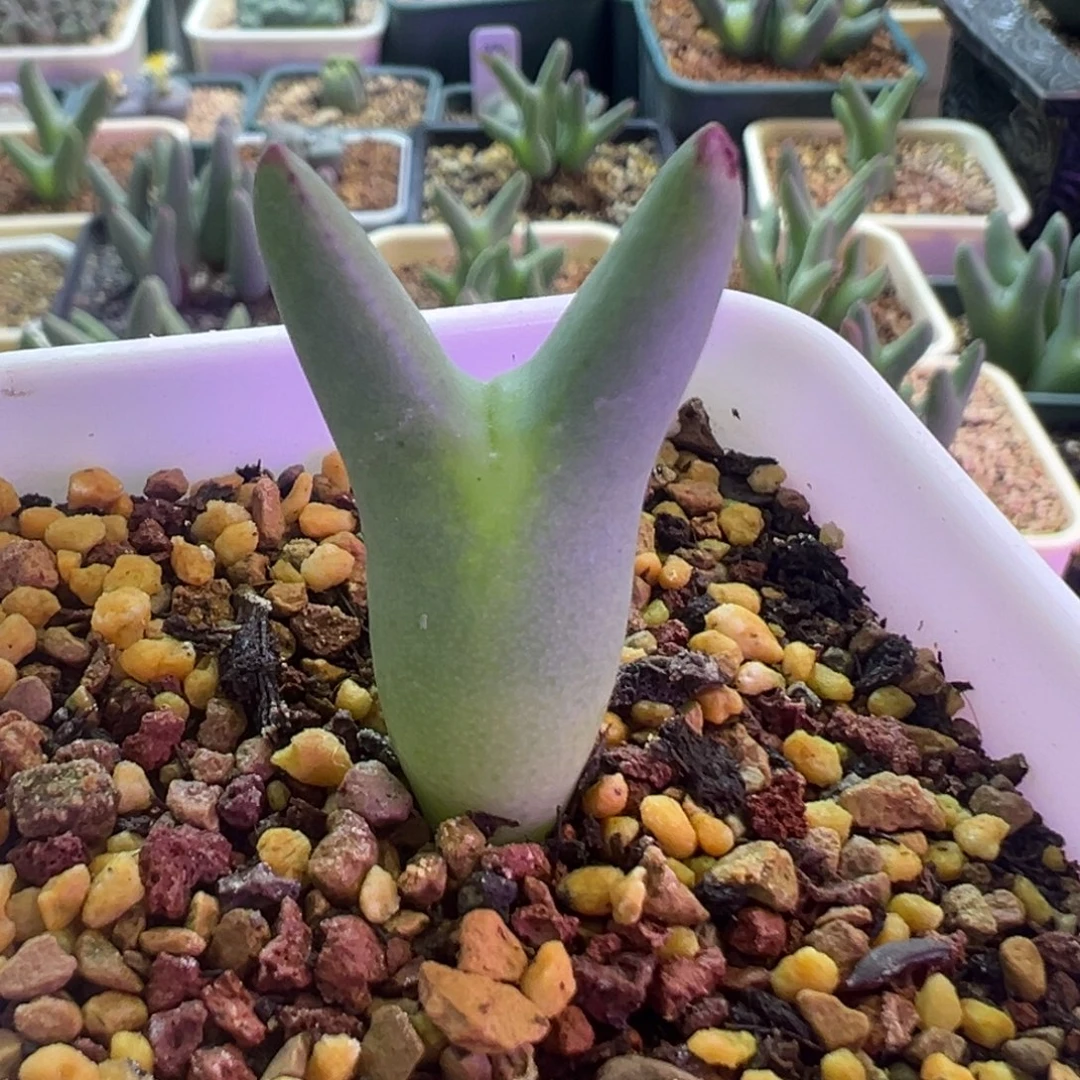 优选皮卡丘 肉锥植物