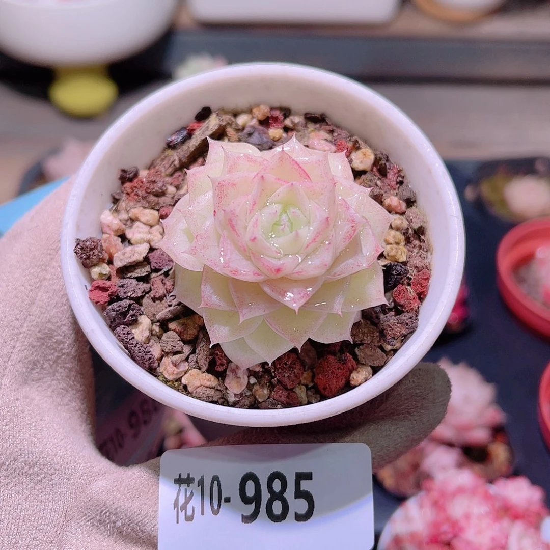 花利美10-985白天鹅