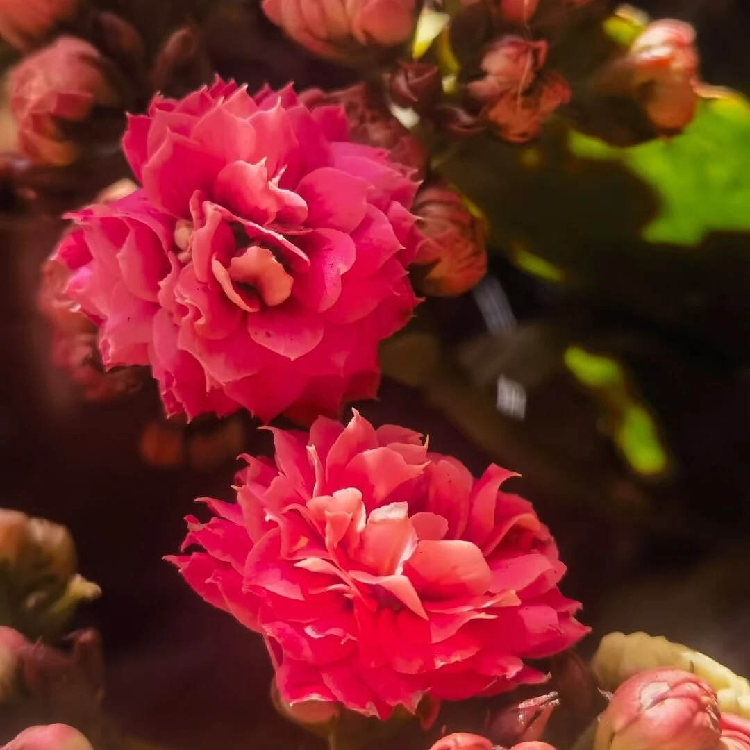 【红猫】新品重瓣长寿花110盆