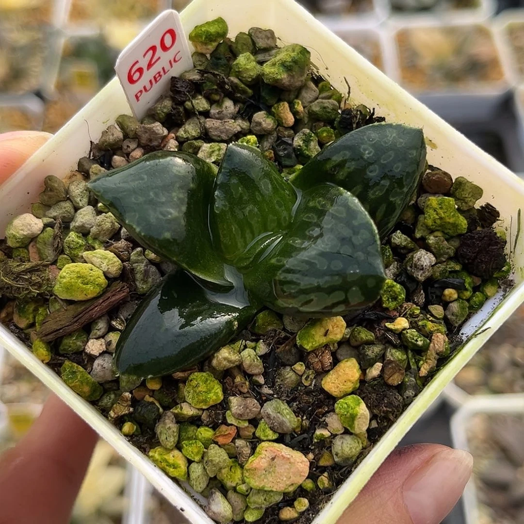 620碧玉寿一物一图
