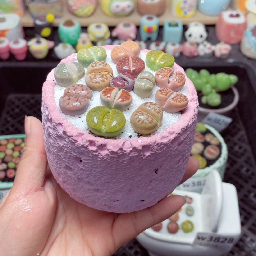 w3832 带盆土发货-零下地区拍保温箱