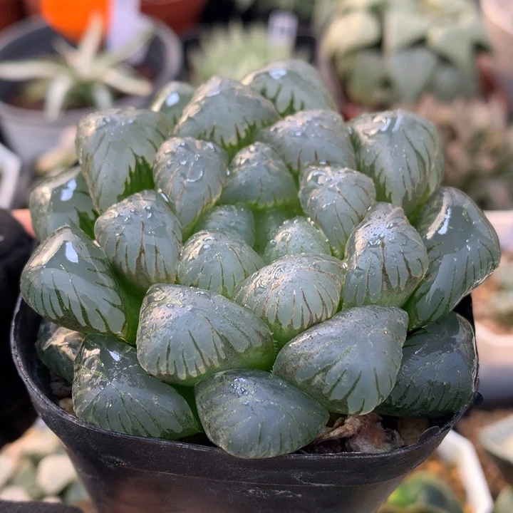 孔明灯玉露，带盆发货