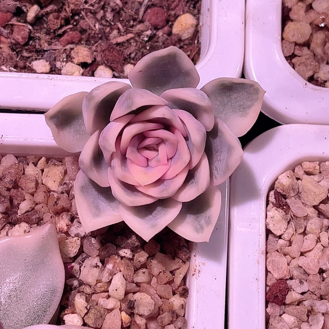 ****尚品园艺福利露辛达锦头盖