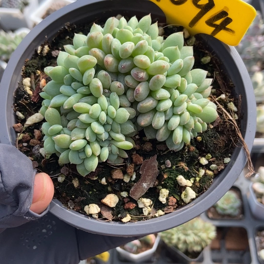 1094橙子缀多肉植物